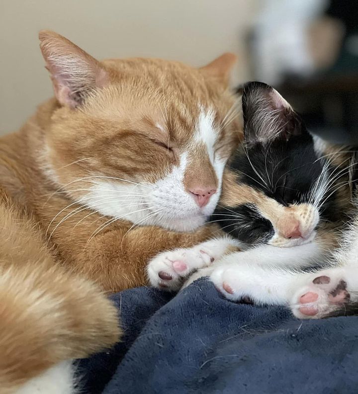 cat snuggles kitten